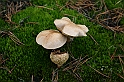 Rostoczek 11.2008 017